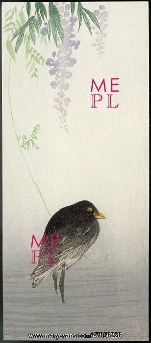 : Black bird on wisteria perch : Black bird on wisteria perch