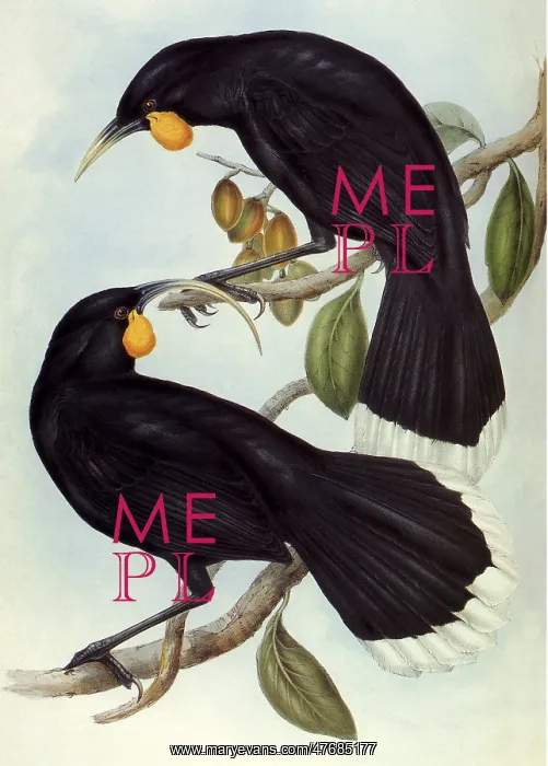  : Black Birds