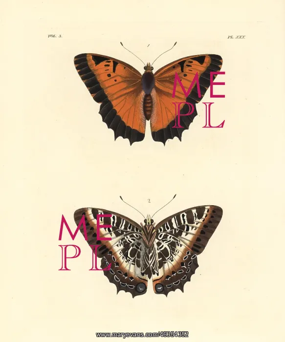 : Black-bordered charaxes, Charaxes pollux : Black-bordered charaxes, Charaxes pollux