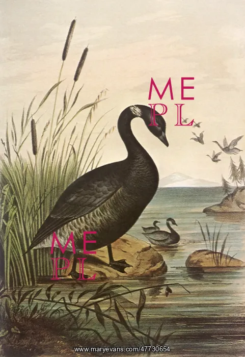  : Black Brant, Bernicla nigricans