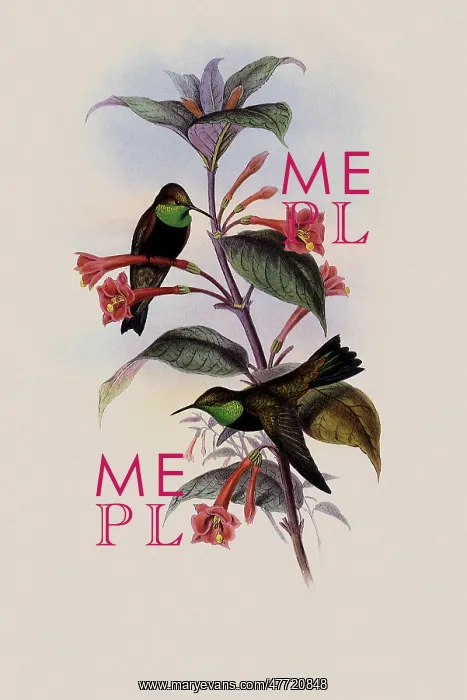 : Black-Breasted Hill-Star, Oreotrochilus Melanogaster : Black-Breasted Hill-Star, Oreotrochilus Melanogaster