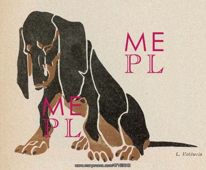 : Black and brown Dachshund : Black and brown Dachshund