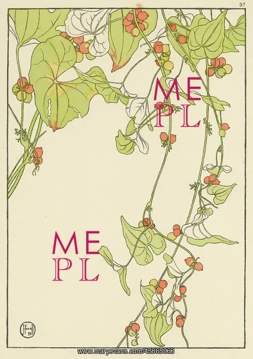  : Black Bryony