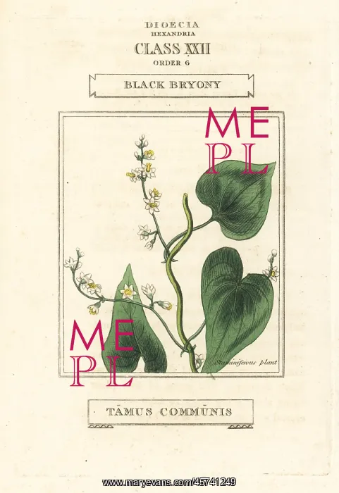 : Black bryony, Dioscorea communis : Black bryony, Dioscorea communis