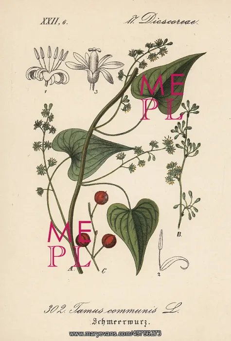 : Black bryony, Tamus communis : Black bryony, Tamus communis