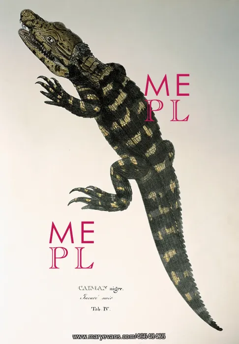 : black caiman : black caiman
