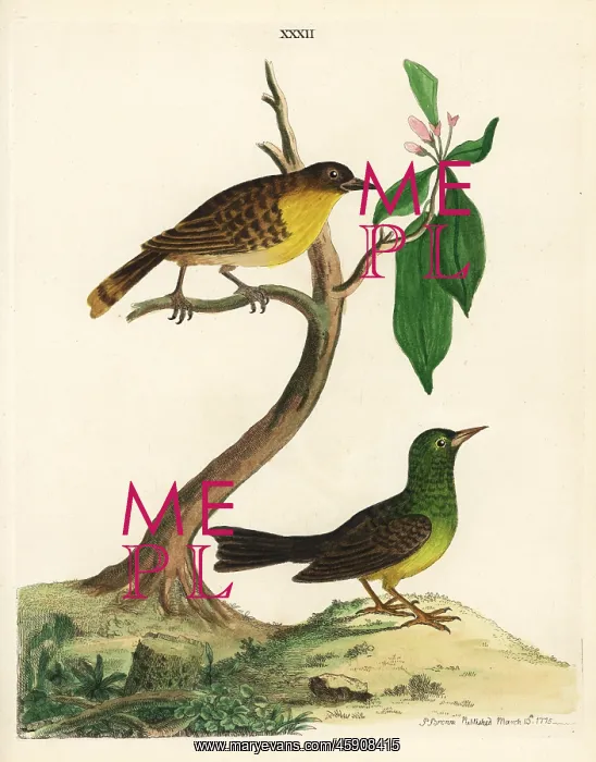 : Black-capped bulbul, Pycnonotus melanicterus : Black-capped bulbul, Pycnonotus melanicterus