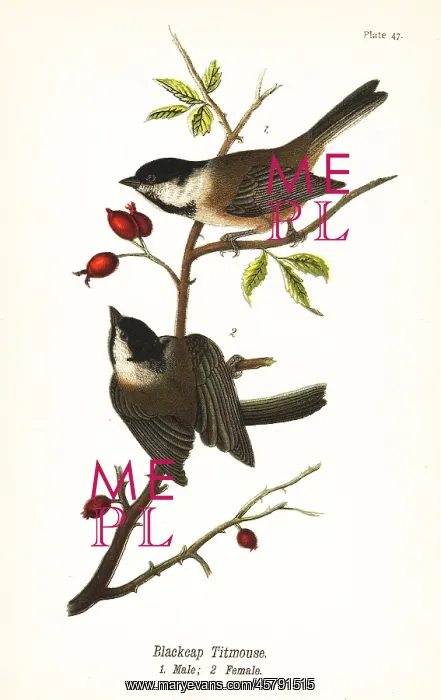 : Black-capped chickadee, Poecile atricapillus : Black-capped chickadee, Poecile atricapillus