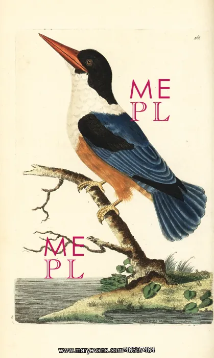 : Black-capped kingfisher, Halcyon pileata : Black-capped kingfisher, Halcyon pileata