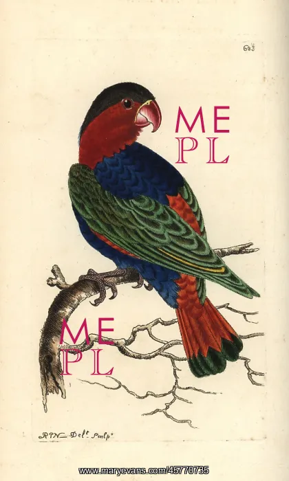 : Black-capped lory, Lorius lory : Black-capped lory, Lorius lory