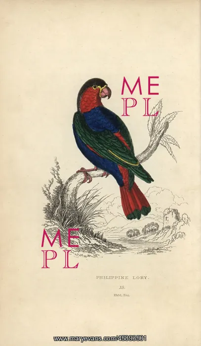: Black capped lory, Lorius lory : Black capped lory, Lorius lory