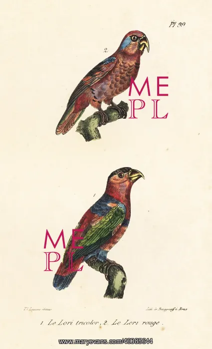 : Black-capped lory, Lorius lory, and red lory, Eos bornea : Black-capped lory, Lorius lory, and red lory, Eos bornea
