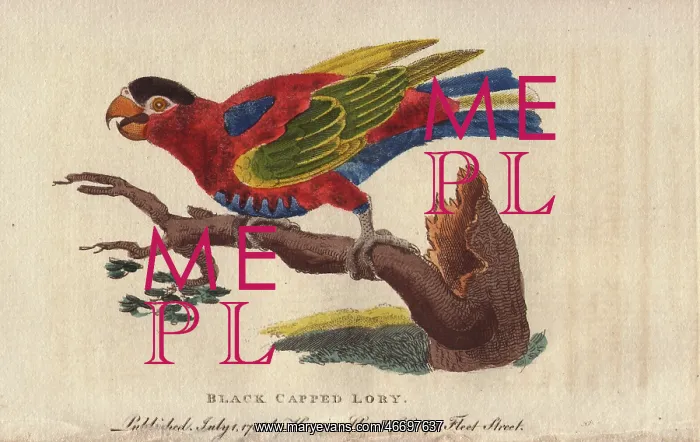 : Black-capped lory, Lorius lory : Black-capped lory, Lorius lory
