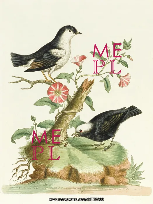  : The black-capped manakin and the white-capped manakin