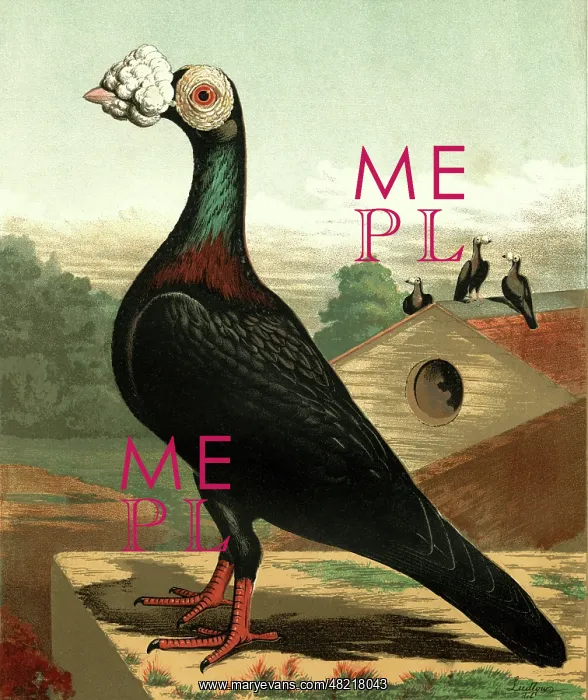 : Black Carrier Cock Pigeon : Black Carrier Cock Pigeon