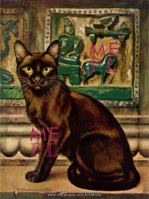  : Black Cat