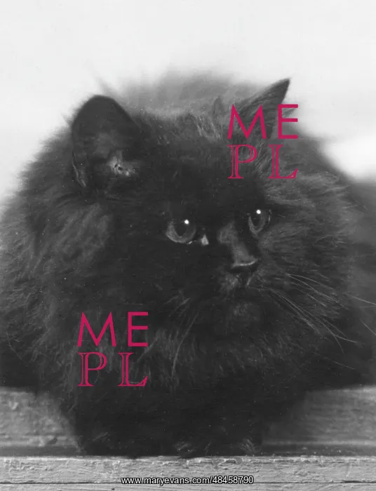 : BLACK CAT. CHAMPION BLACK CAT This large, fluffy cat lies comfortably : BLACK CAT. CHAMPION BLACK CAT This large, fluffy cat lies comfortably