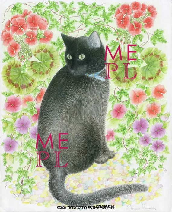 : Black Cat with a background of geraniums : Black Cat with a background of geraniums
