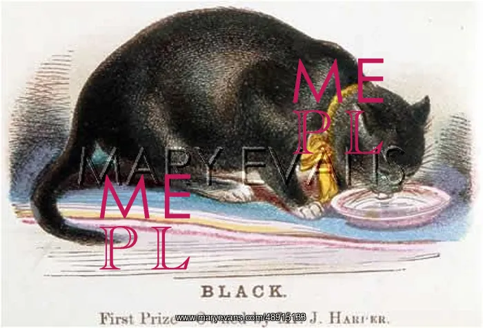 : BLACK CAT DRINKS MILK : BLACK CAT DRINKS MILK