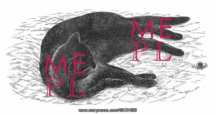 : Black cat lying on the floor : Black cat lying on the floor