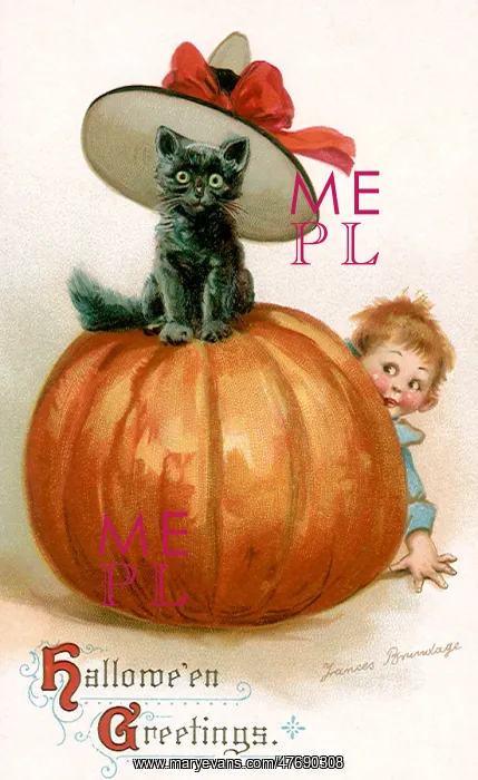 : Black Cat on Pumpkin : Black Cat on Pumpkin
