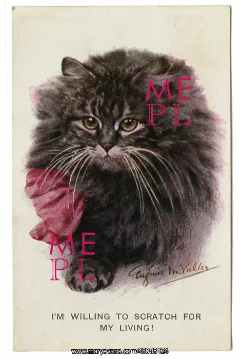 : Black cat with red ribbon : Black cat with red ribbon