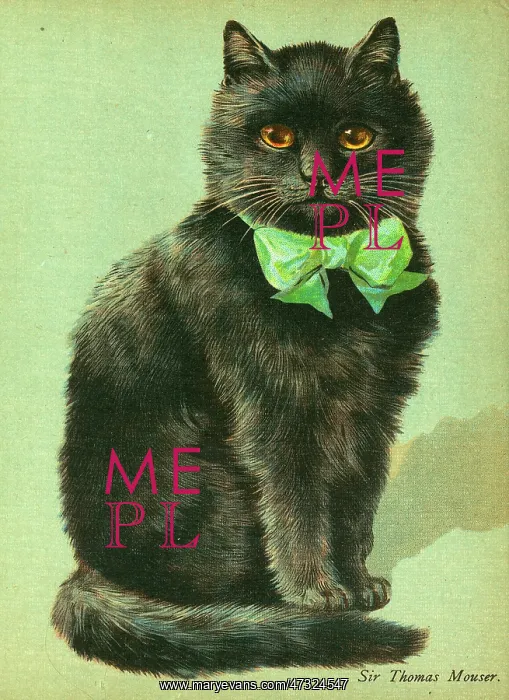 : Black Cat with ribbon : Black Cat with ribbon