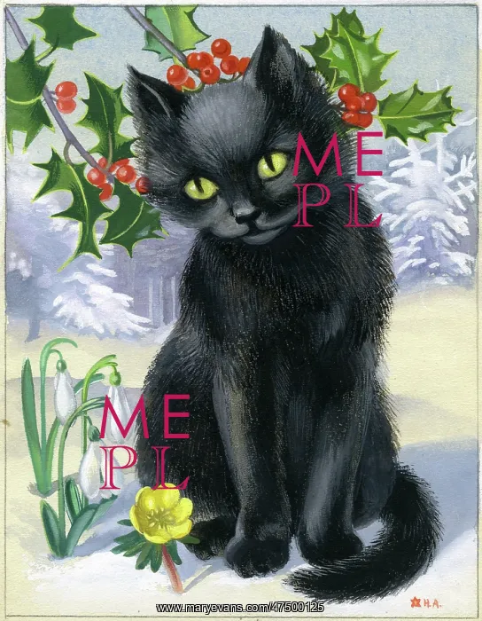 : Black Cat in the snow with holly : Black Cat in the snow with holly