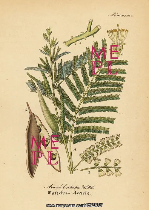 : Black catechu, Acacia catechu : Black catechu, Acacia catechu