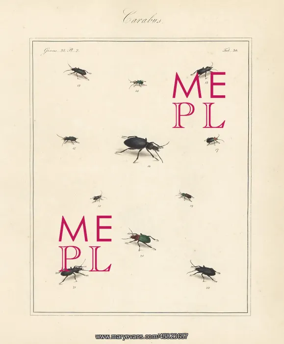 : Black clock beetle, blue plunderer, violet ground : Black clock beetle, blue plunderer, violet ground