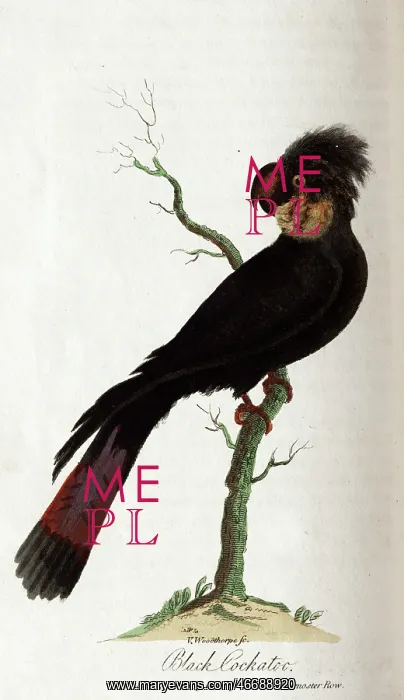 : Black cockatoo : Black cockatoo