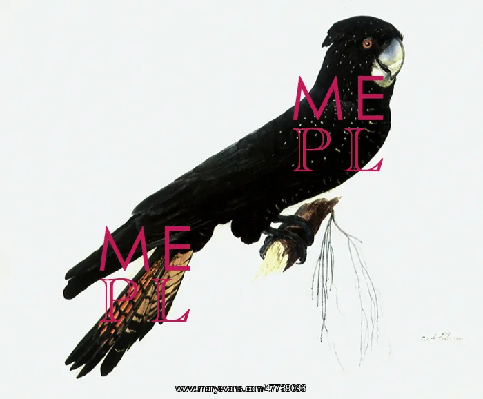  : Black Cockatoo
