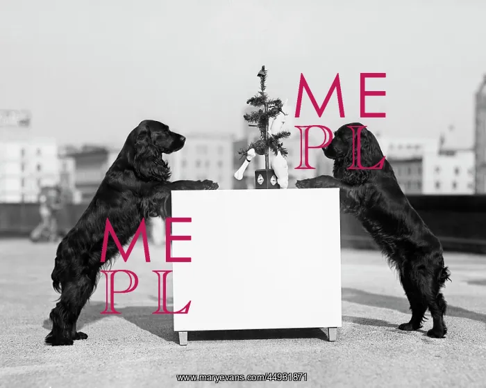 : Two Black Cocker Spaniels Standing on Hind Legs Resting Fr : Two Black Cocker Spaniels Standing on Hind Legs Resting Fr