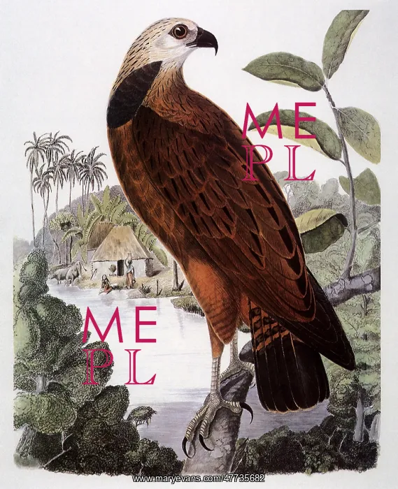 : Black-collared Hawk, Busarellus nigricollis : Black-collared Hawk, Busarellus nigricollis