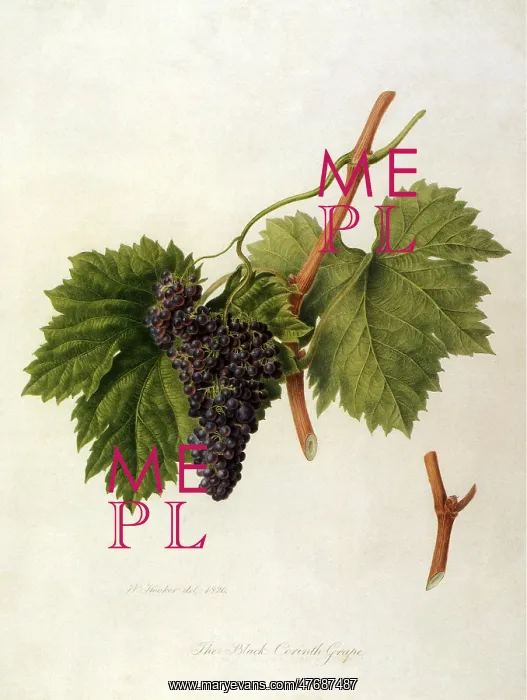  : Black Corinth Grapes