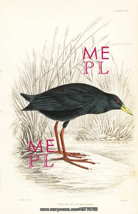 : Black crake, Zapornia flavirostra : Black crake, Zapornia flavirostra