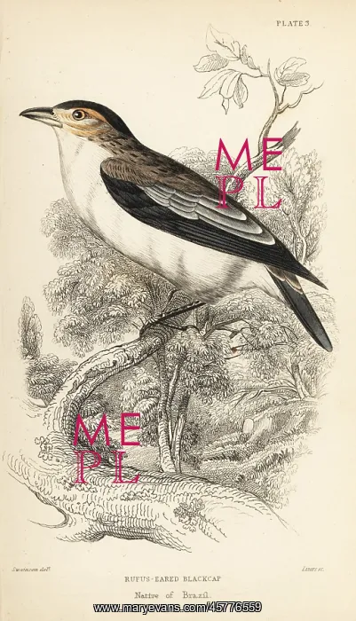 : Black-crowned tityra, Tityra inquisitor : Black-crowned tityra, Tityra inquisitor