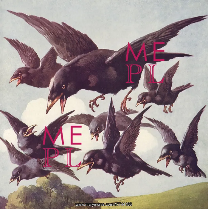  : The Black Crows