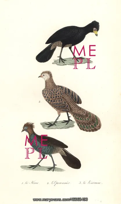 : Black curassow, grey peacock-pheasaant and chachalaca : Black curassow, grey peacock-pheasaant and chachalaca