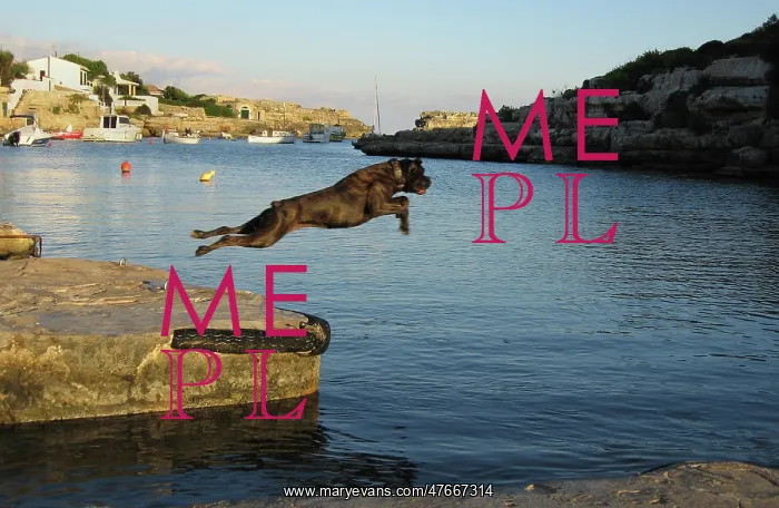 : Black dog leaps into sea, Menorca : Black dog leaps into sea, Menorca