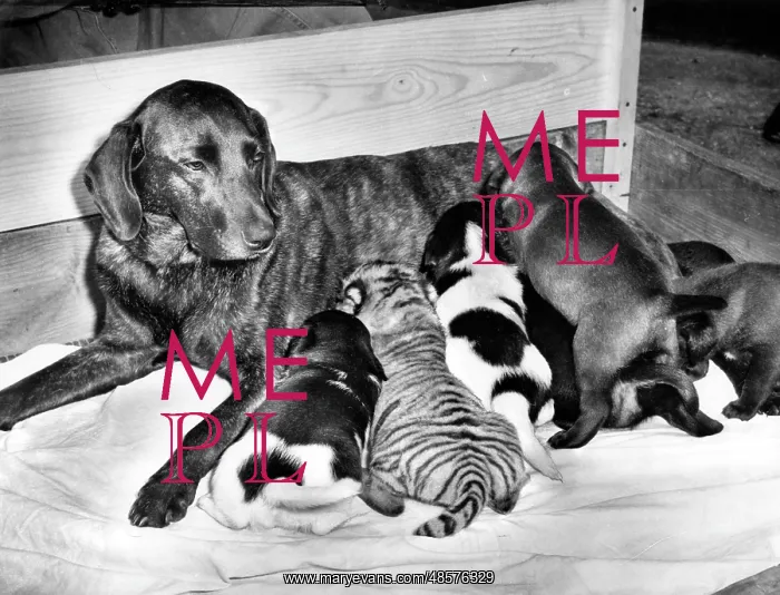  : Black dog with puppies