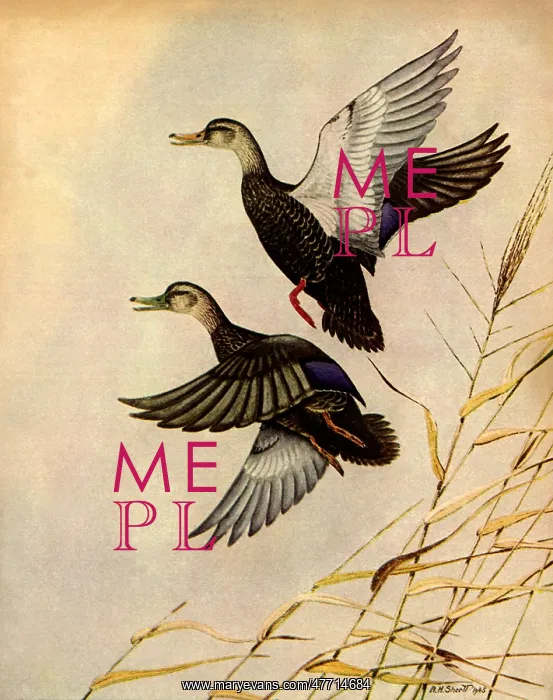 : Two Black Ducks : Two Black Ducks