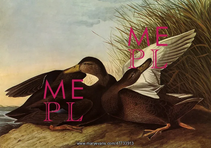 : Black Ducks : Black Ducks