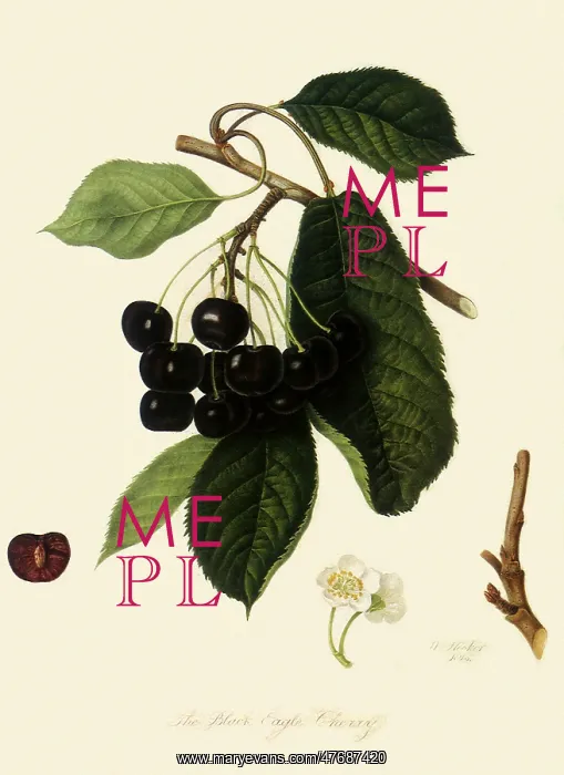  : Black Eagle Cherries