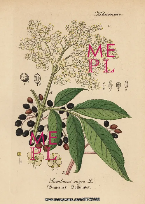 : Black elder, Sambucus nigra : Black elder, Sambucus nigra