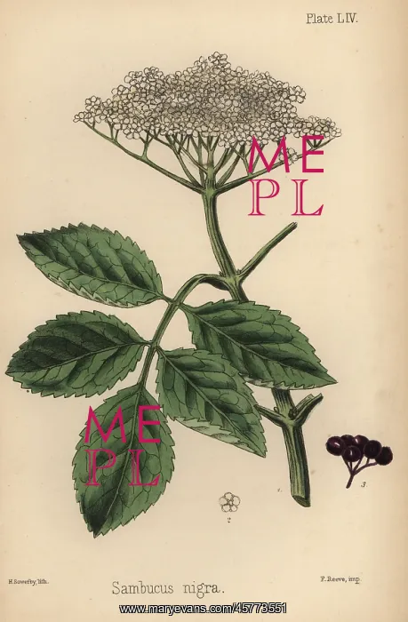 : Black elder tree, Sambucus nigra : Black elder tree, Sambucus nigra