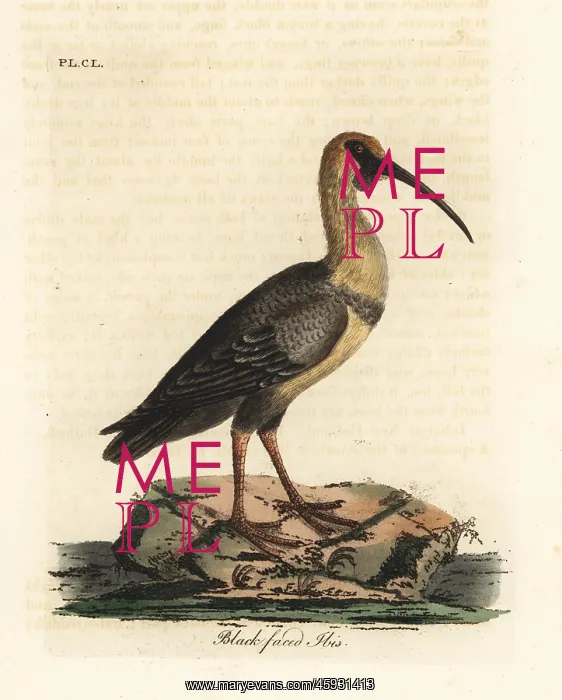: Black-faced ibis, Theristicus melanopis : Black-faced ibis, Theristicus melanopis