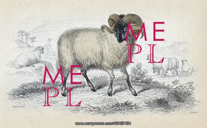 : Black faced ram. Hardy breed of sheep with good : Black faced ram. Hardy breed of sheep with good