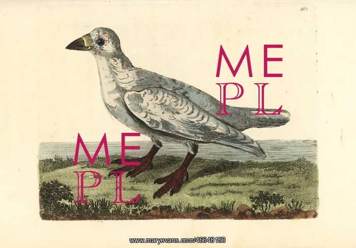 : Black-faced sheathbill, Chionis minor : Black-faced sheathbill, Chionis minor