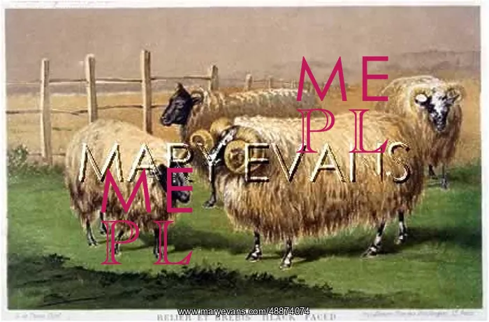 : BLACK-FACED SHEEP : BLACK-FACED SHEEP